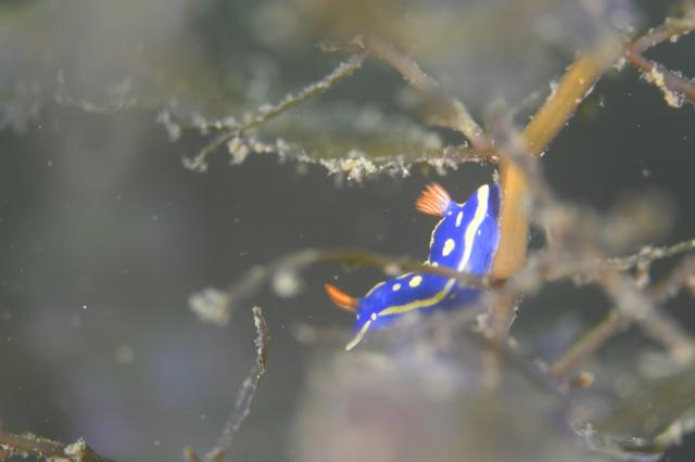 フォトセミナーチームとフェンダイビングチーム