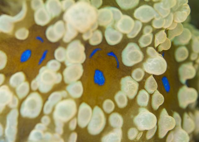 フォトセミナーチームとフェンダイビングチーム