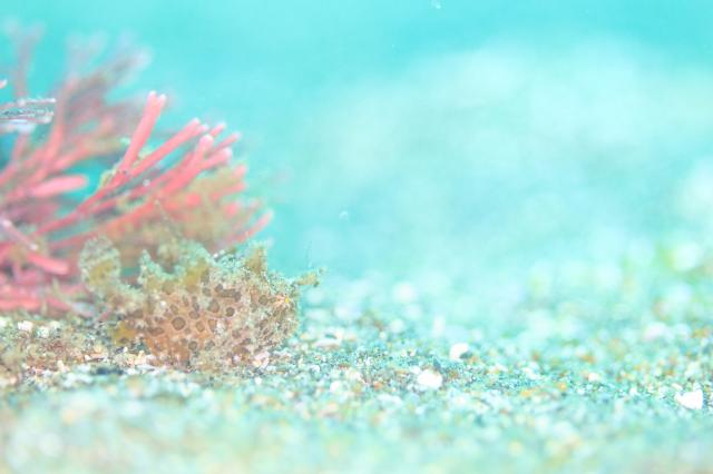 フォトセミナーチームとフェンダイビングチーム