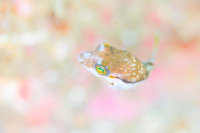 フォトセミナーチームとフェンダイビングチーム