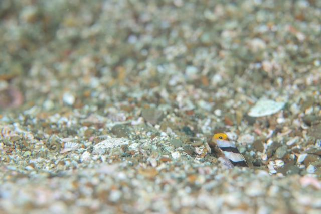 久々週末HAYAMA！！