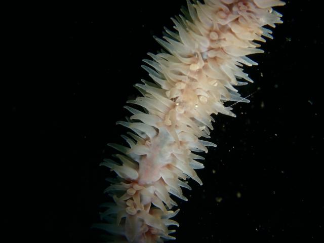 江の浦で講習&ファンダイビング