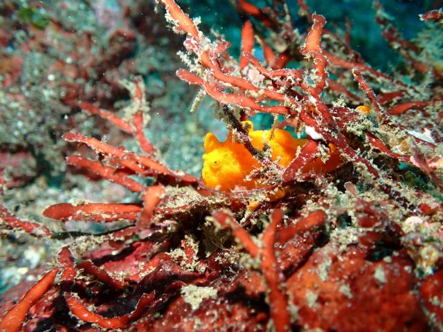 江の浦で講習&ファンダイビング