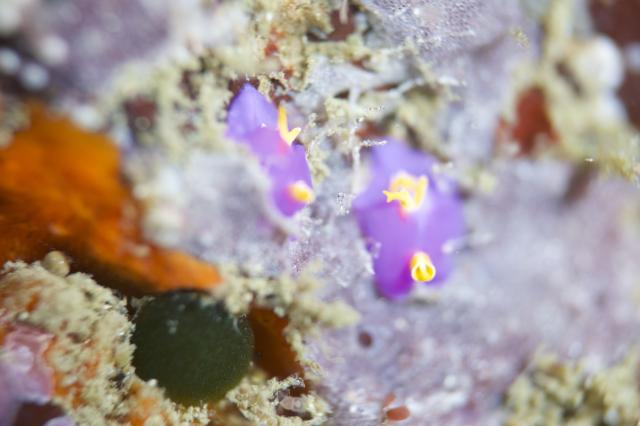 江の浦で講習&ファンダイビング