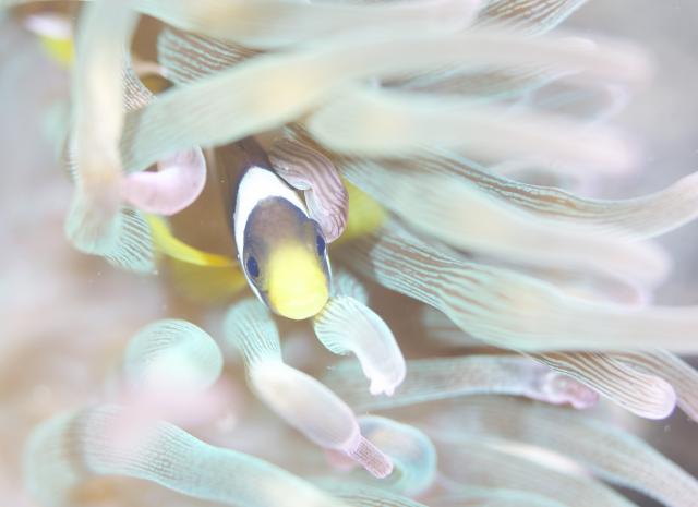 江の浦で講習&ファンダイビング