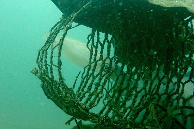 アオリイカ！！産卵しています！