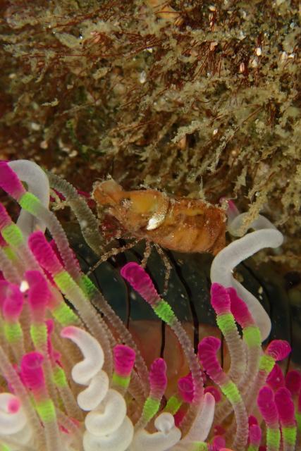 アオリイカ！！産卵しています！