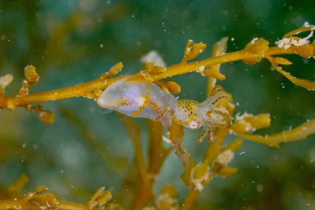 アオリイカ！！産卵しています！
