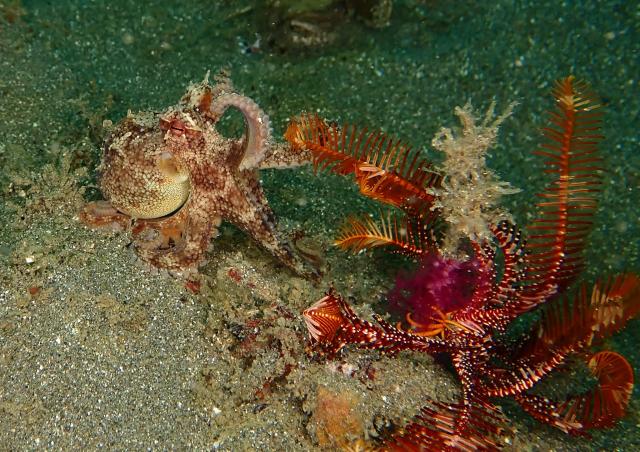 アオリイカ！！産卵しています！