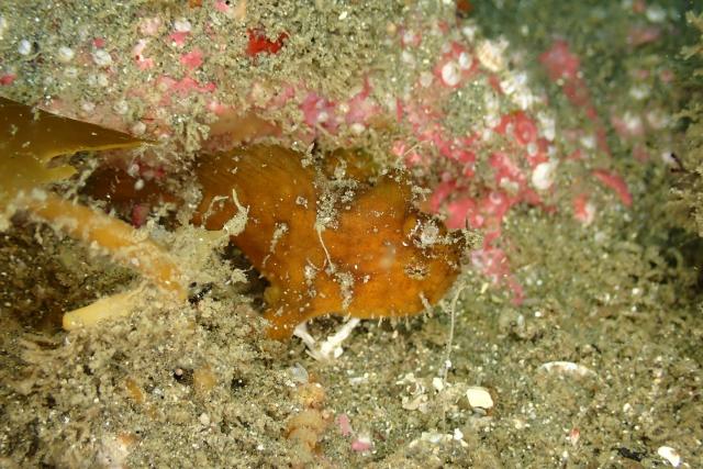 アオリイカ！！産卵しています！