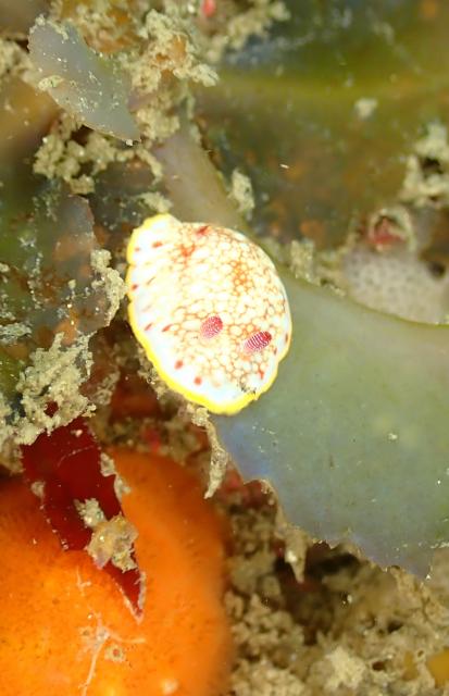 アオリイカ！！産卵しています！