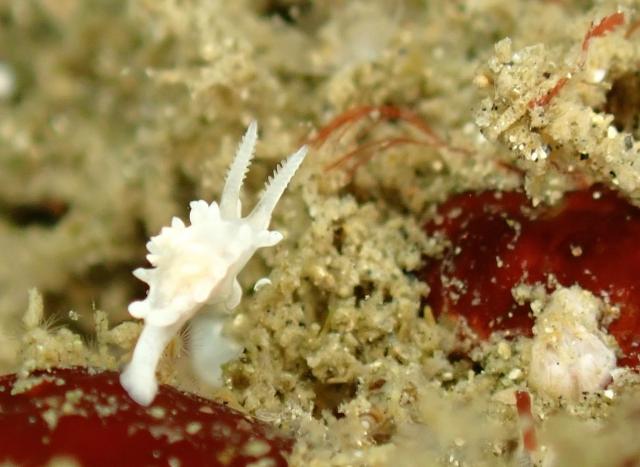 アオリイカ！！産卵しています！