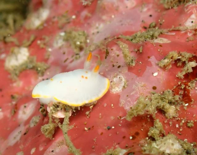 アオリイカ！！産卵しています！