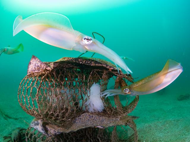 念願のイカ🦑