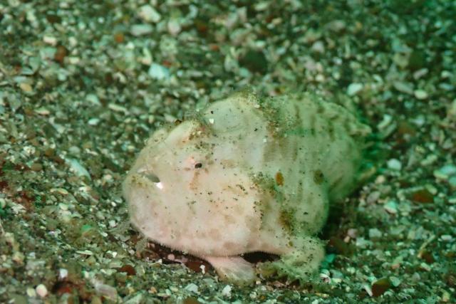 今日もイカ到来！