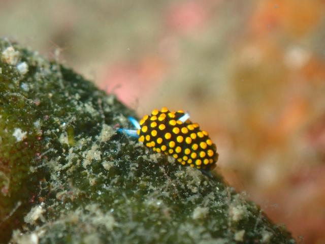 今日もイカ到来！