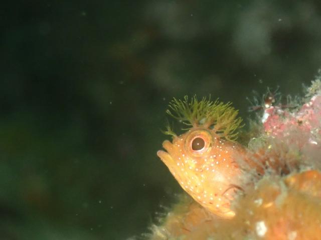 今日もイカ到来！