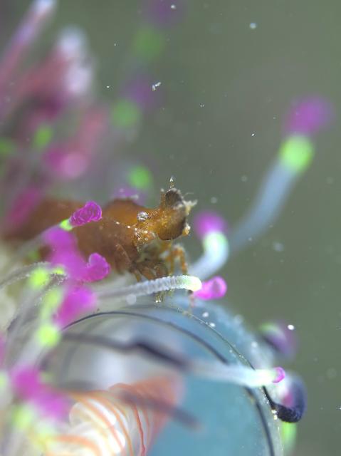 今日もイカ到来！