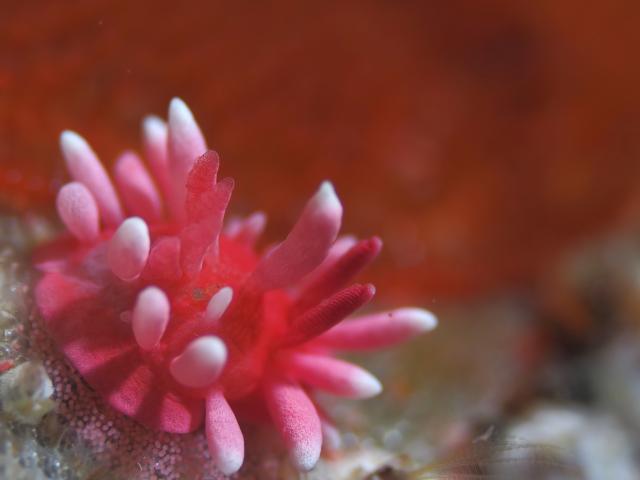 今日もイカ到来！