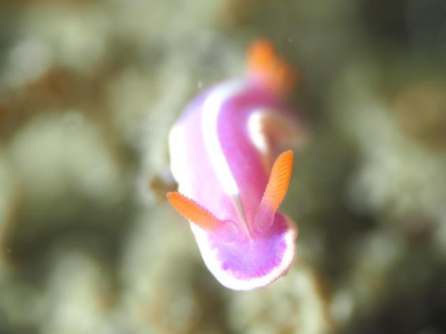 今日もイカ到来！