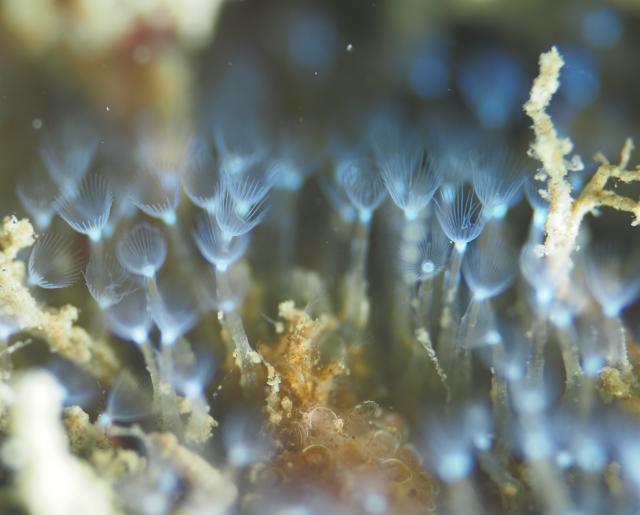 今日もイカ到来！