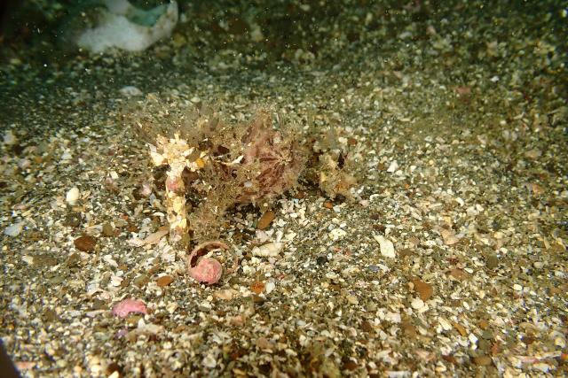 今日もイカ到来！