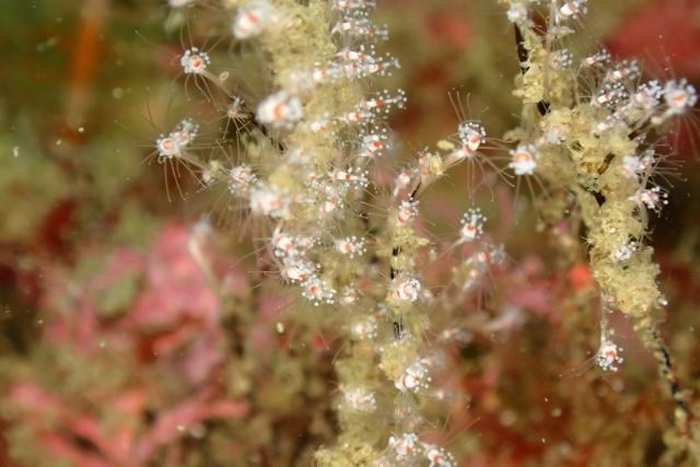今日もイカ到来！