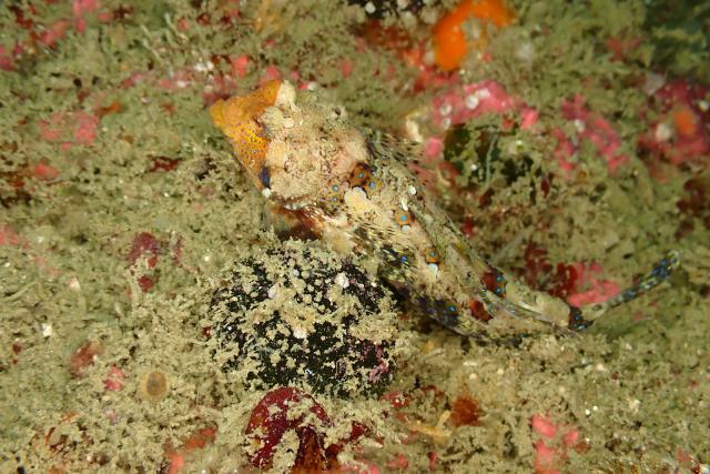 今日もイカ到来！