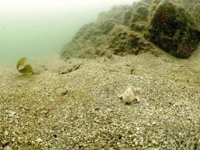 今日もイカ到来！