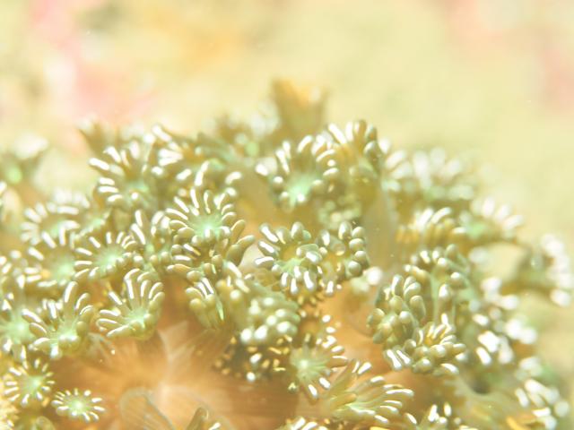 今日もイカ到来！