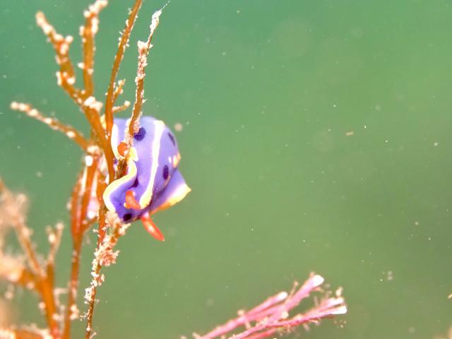 今日もイカ到来！