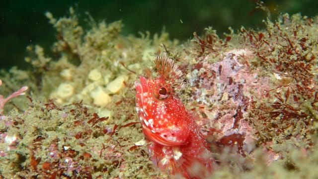 今日もイカ到来！