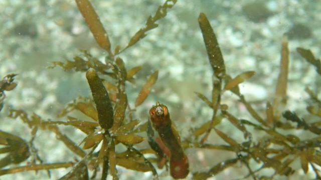 今日もイカ到来！