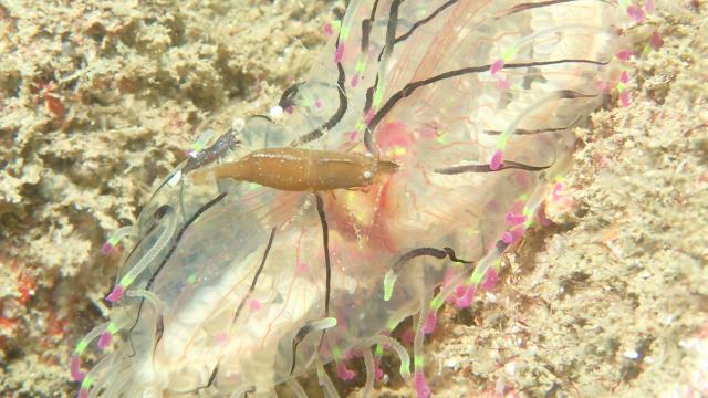 今日もイカ到来！