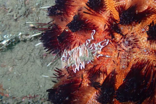 今日もイカ到来！