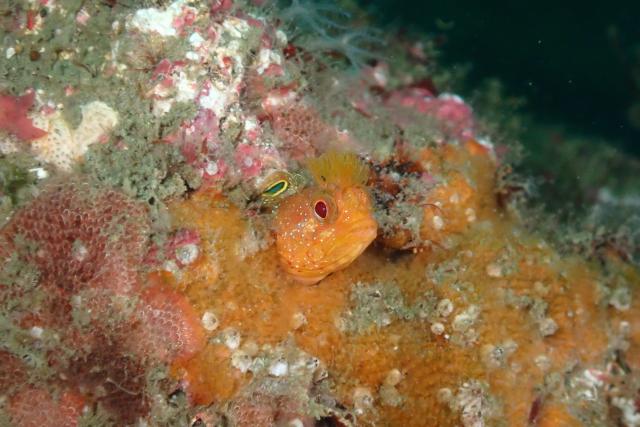 今日もイカ到来！