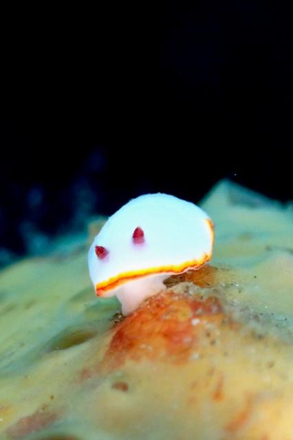 北風ビュービューでしたが、潜れました