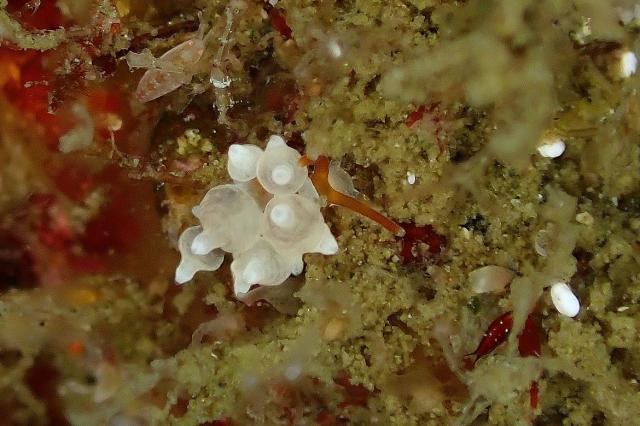 北風ビュービューでしたが、潜れました