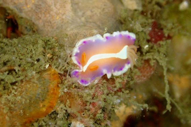 北風ビュービューでしたが、潜れました