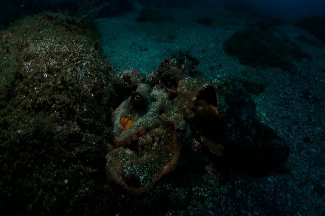 北風ビュービューでしたが、潜れました