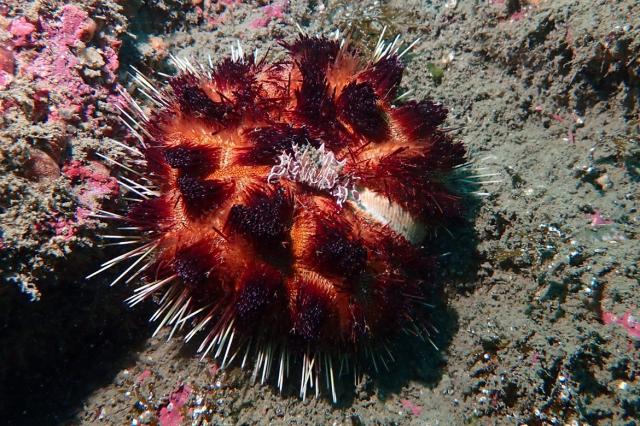 北風ビュービューでしたが、潜れました