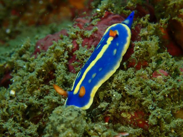 快晴のダイビング日和！！