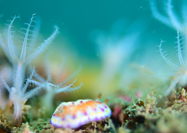 快晴のダイビング日和！！