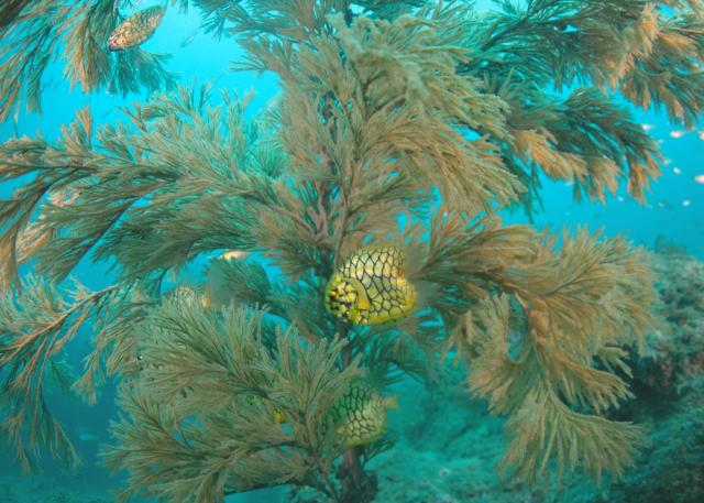 快晴のダイビング日和！！