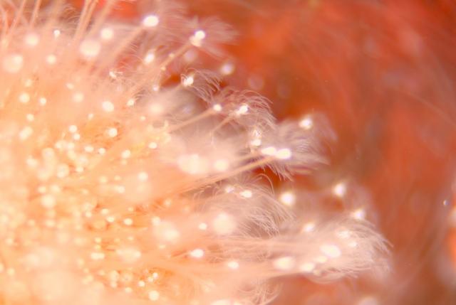 ボートにビーチダイビング！