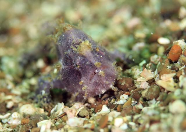 ボートにビーチダイビング！