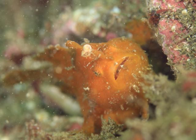 ボートにビーチダイビング！