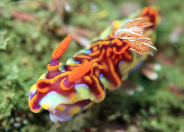 ボートにビーチダイビング！