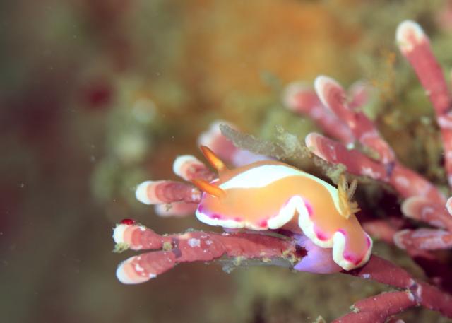 ボートにビーチダイビング！