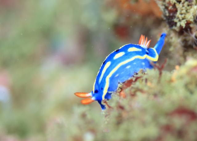 ボートにビーチダイビング！